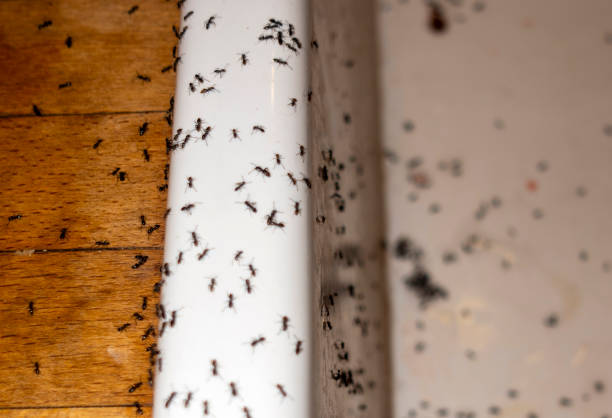 Reliable Oakdale, MN Pest Control Solutions