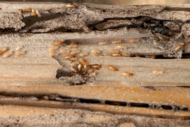 Best Emergency Pest Control  in Oakdale, MN